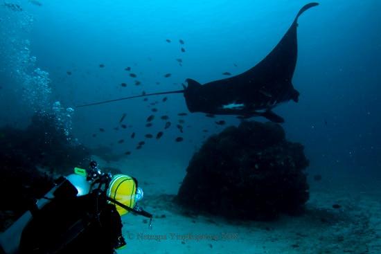 Manta Point, Raja Ampat