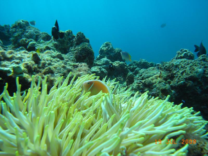 Striped Anemone Fish