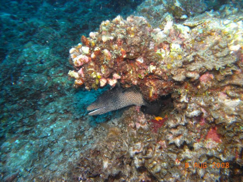 Spotted Eel