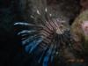 Lion Fish