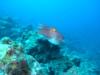 Cuttle Fish
