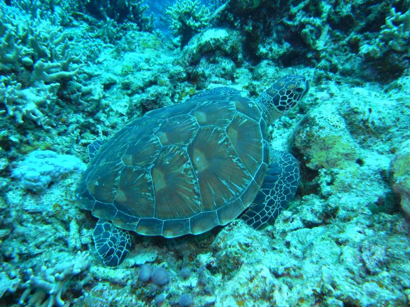 Green Sea Turtle