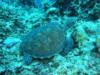 Green Sea Turtle