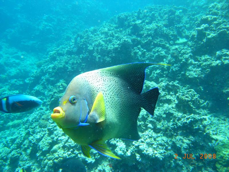 Blue Angel Fish