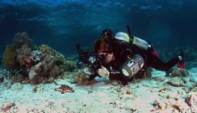 Starfish - Wakatobi, Indonesia