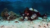 Starfish - Wakatobi, Indonesia