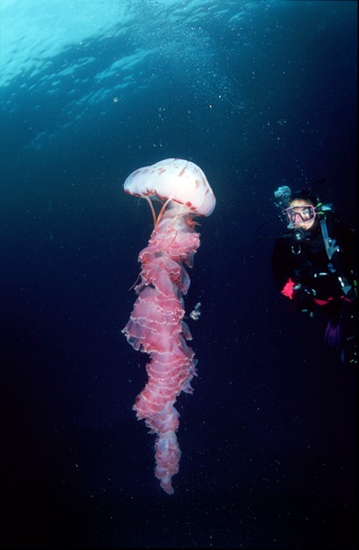 Jellyfish - Monterey