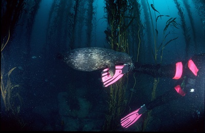 Seal, Fin, and Kelp - Monterey