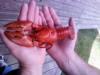 freshwater crayfish mmmmmm