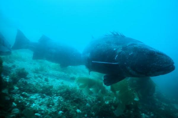 Giant Black Sea Bass