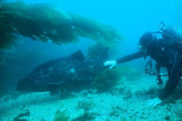 Me and a giant black sea bass