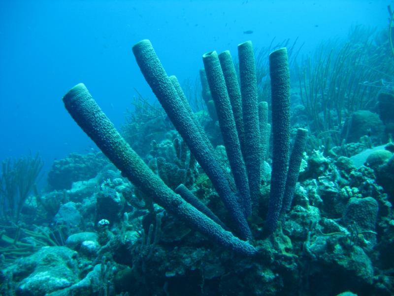 Bonaire