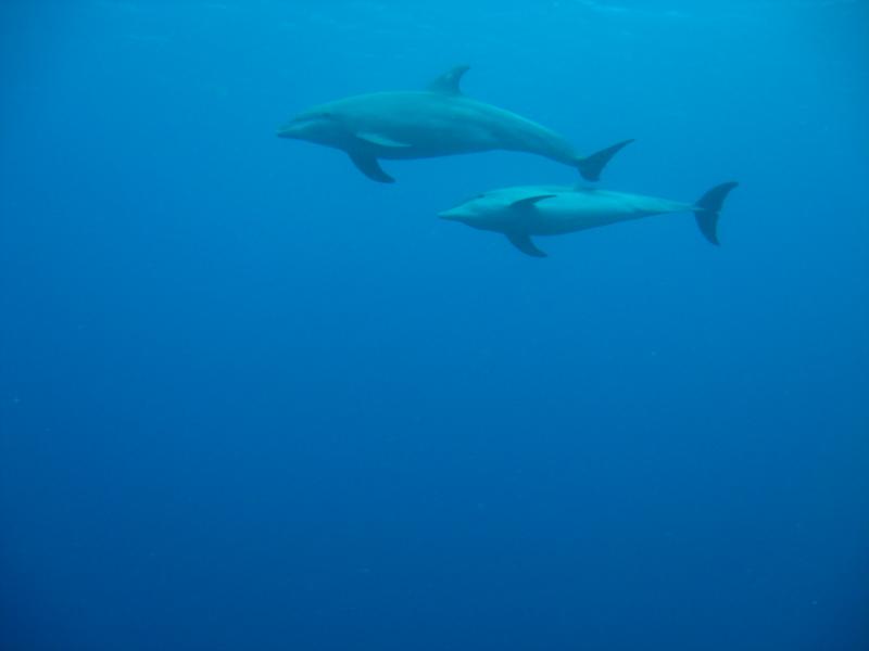 Bonaire