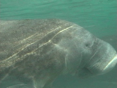  Barney, the manatee