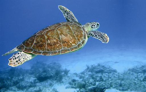 Hawksbill Turtle