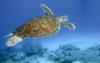 Hawksbill Turtle