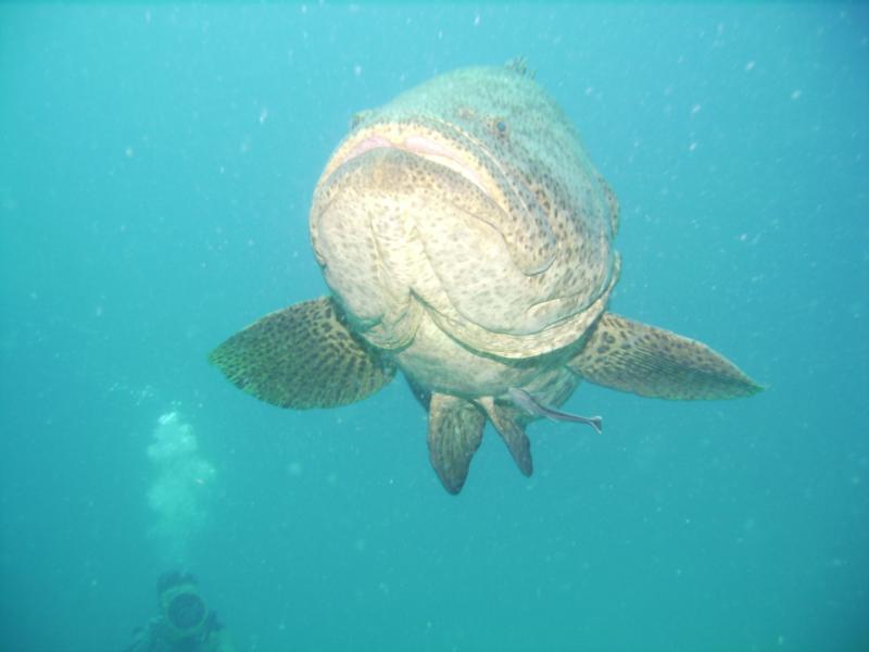 Hello Mr Goliath Grouper