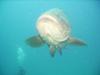 Hello Mr Goliath Grouper