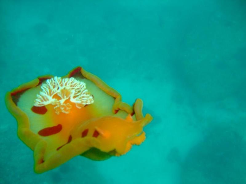 Spanish Dancer - amazing