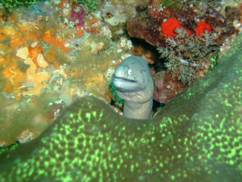 what a wonderful world hey - such a smiley  eel