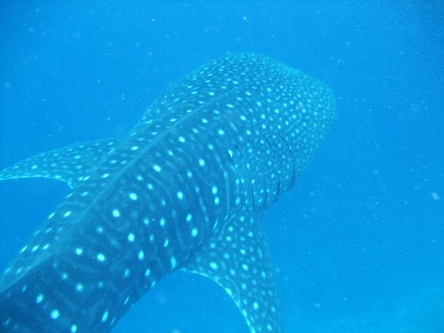 whale shark