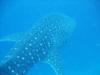 whale shark