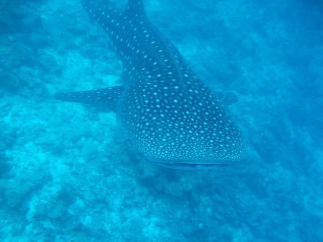 whale shark