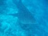 whale shark