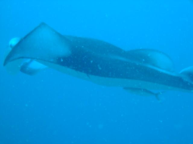 manta