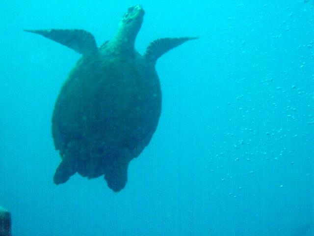 friendly turtles