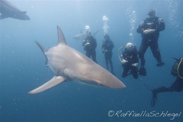 Shark Dive Aliwal Shoal Nov 2011