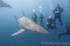 Shark Dive Aliwal Shoal Nov 2011