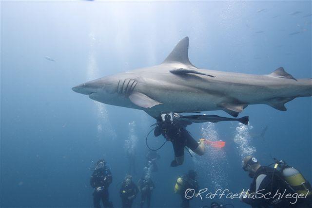 Shark Dive Aliwal Shoal South Africa