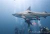 Shark Dive Aliwal Shoal South Africa