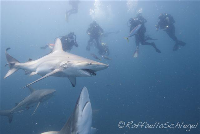 Shark Dive Aliwal Shoal South Africa