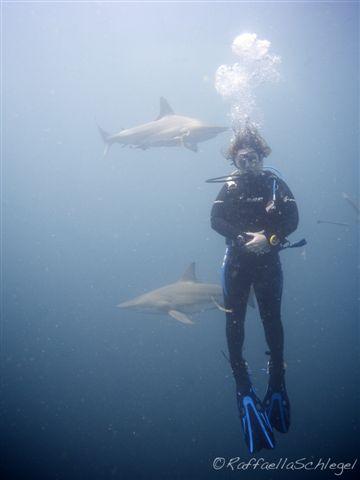 Shark Dive Aliwal Shoal South Africa