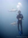 Shark Dive Aliwal Shoal South Africa