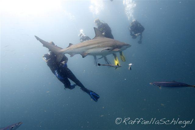 Shark Dive Aliwal Shoal South Africa