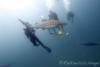 Shark Dive Aliwal Shoal South Africa