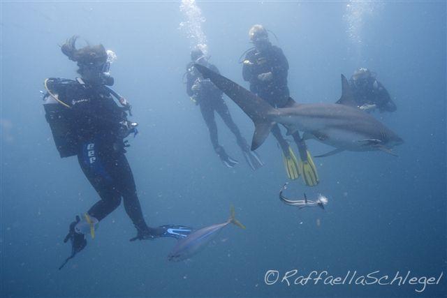 Shark Dive Aliwal Shoal South Africa