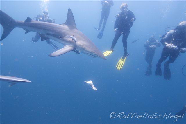 Shark Dive Aliwal Shoal South Africa