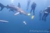 Shark Dive Aliwal Shoal South Africa