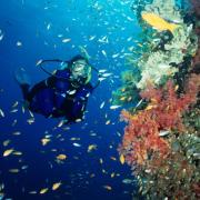 Bunaken Wall Diving