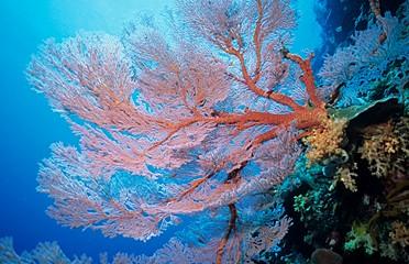 Bunaken Wall Diving