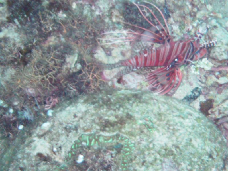 Scorpion Fish