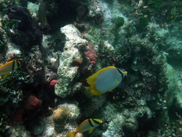 Key West 1