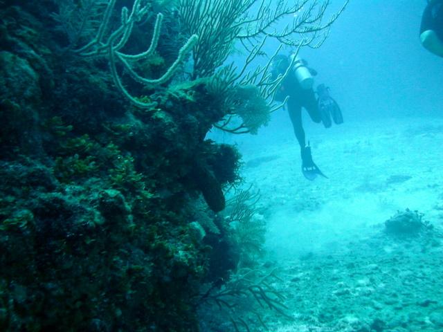 Costa Maya