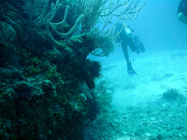 Costa Maya