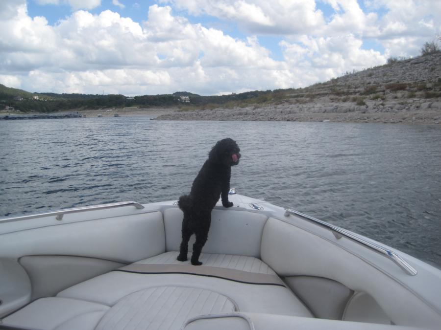 My Dog on Lake Travis, Austin, TX