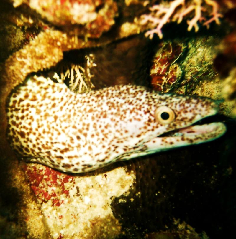 Spotted Eel